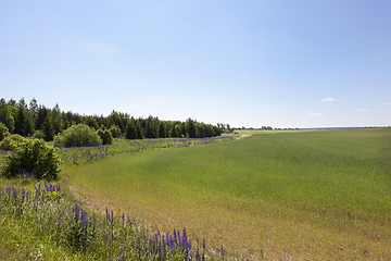 Image showing Agricultural field