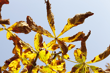 Image showing Yellow foliage, autumn