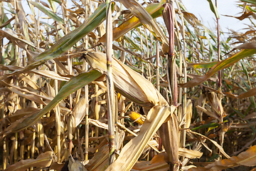 Image showing Field corn, agriculture