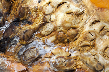 Image showing Rotting pumpkin, close-up