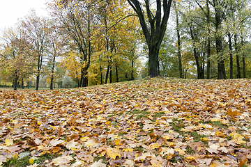 Image showing yellow fallen leaves on green grass in a city park