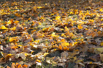 Image showing fallen leaves of a maple