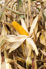 Image showing yellowed ripe corn