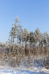 Image showing Winter time