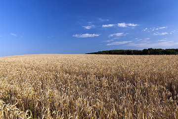 Image showing An agricultural field with a crop