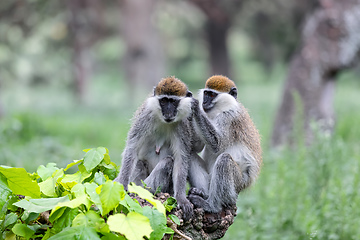 Image showing Vervet monkey familyin Awasa, Ethiopia