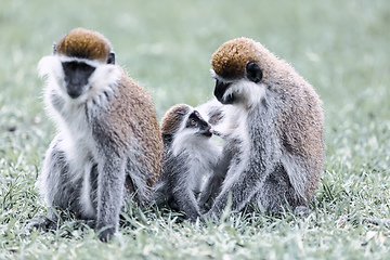 Image showing Vervet monkey familyin Awasa, Ethiopia