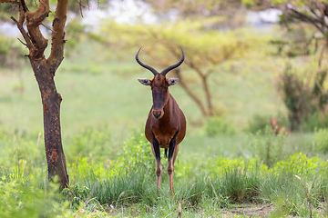 Image showing Swayne\'s Hartebeest, Ethiopia wildlife