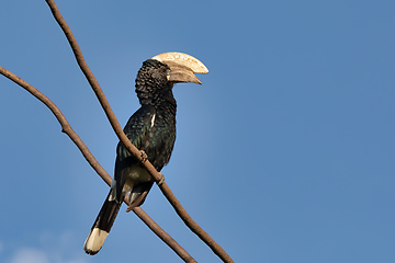 Image showing bird, Silvery-cheeked Hornbill, Ethiopia wildlife