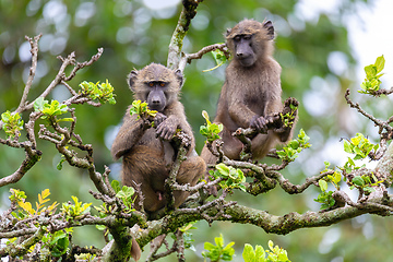 Image showing chacma baboon on tree, Ethiopia, Africa wildlife