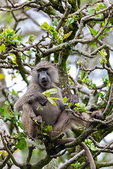 Image showing chacma baboon on tree, Ethiopia, Africa wildlife