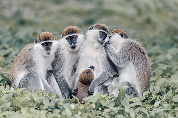 Image showing Vervet monkey familyin Awasa, Ethiopia