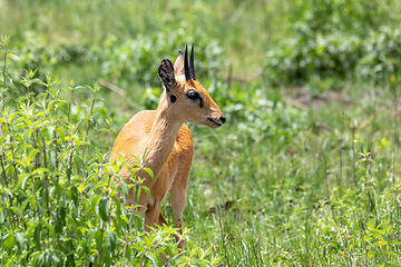 Image showing Oribi antelope Ethiopia, Africa wildlife