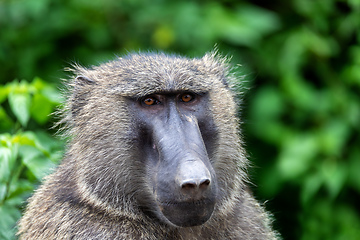Image showing chacma baboon head, Ethiopia, Africa wildlife