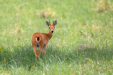 Image showing Oribi antelope Ethiopia, Africa wildlife