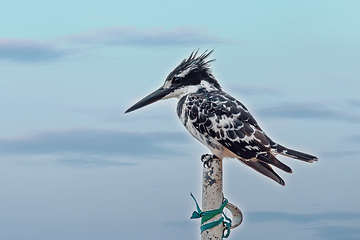 Image showing Pied Kingfisher bird, Ethiopia, Africa wildlife