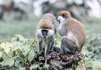 Image showing Vervet monkey familyin Awasa, Ethiopia