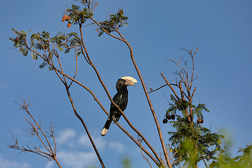 Image showing bird, Silvery-cheeked Hornbill, Ethiopia wildlife