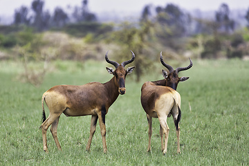 Image showing Swayne\'s Hartebeest, Ethiopia wildlife