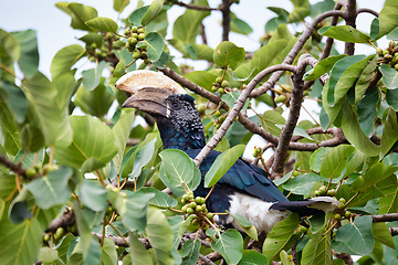 Image showing bird, Silvery-cheeked Hornbill, Ethiopia wildlife