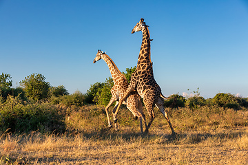 Image showing South African giraffe mating in Chobe, Botswana safari