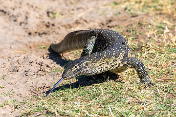 Image showing Monitor Lizard in Chobe, Botswana Africa wildlife