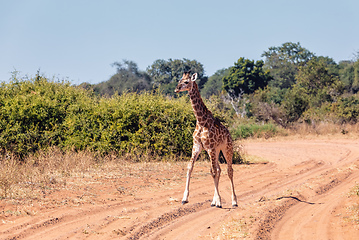 Image showing South African giraffe calf Chobe, Botswana safari