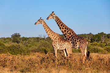 Image showing South African giraffe mating in Chobe, Botswana safari