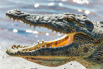 Image showing Nile Crocodile in Chobe river, Botswana