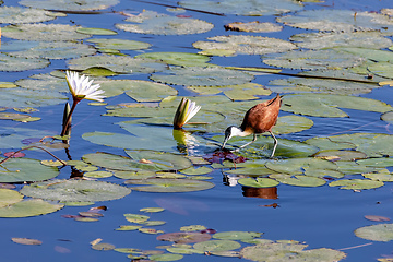 Image showing bird African jacana, Namibia Africa wildlife