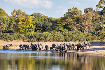 Image showing African elephant, Namibia, Africa safari wildlife