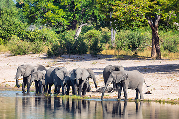 Image showing African elephant, Namibia, Africa safari wildlife