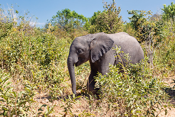 Image showing African Elephant in Chobe, Botswana safari wildlife