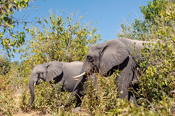 Image showing African Elephant in Chobe, Botswana safari wildlife