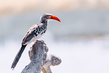 Image showing bird red-billed hornbill, Namibia, Africa wildlife