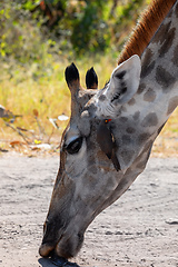 Image showing South African giraffe Chobe, Botswana safari