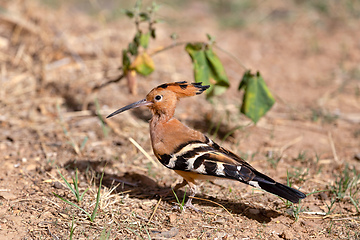 Image showing European Hoopoe bird, Upupa Epops, Ethiopia