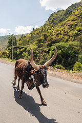 Image showing Ethiopian cattle on the road, Amhara, Ethiopia