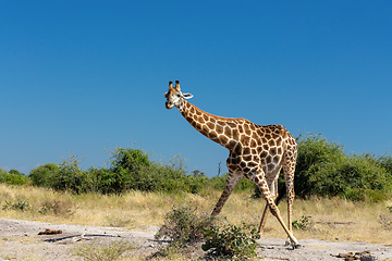 Image showing South African giraffe Chobe, Botswana safari