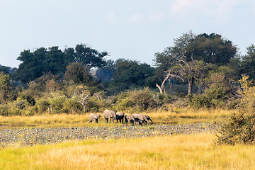 Image showing African elephant, Namibia, Africa safari wildlife