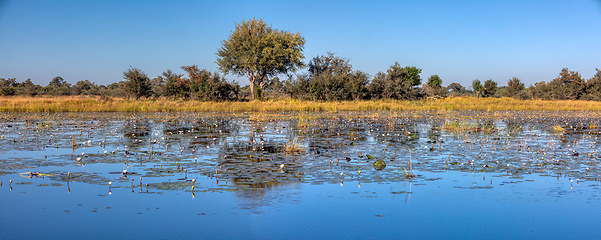 Image showing typical African landscape, Bwabwata, Namibia