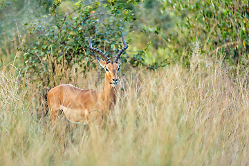 Image showing Impala antelope Namibia, africa safari wildlife