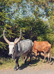 Image showing Ethiopian cattle on the road, Amhara, Ethiopia