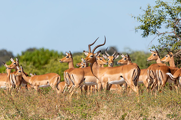 Image showing herd of impala antelope in Chobe, Botswana