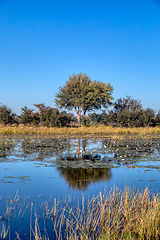 Image showing typical African landscape, Bwabwata, Namibia