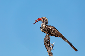 Image showing bird red-billed hornbill, Botswana, Africa wildlife