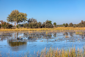 Image showing typical African landscape, Bwabwata, Namibia