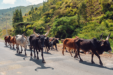 Image showing Ethiopian cattle on the road, Amhara, Ethiopia