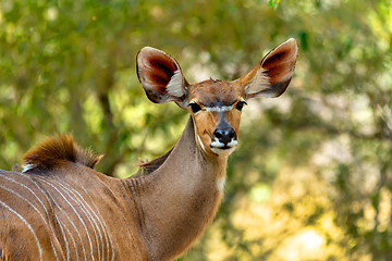 Image showing antelope female Kudu, Bwabwata, Namibia Africa