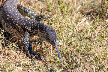 Image showing Monitor Lizard in Chobe, Botswana Africa wildlife